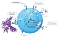 تغییرات ساختاری در سلول T CD4+دارای نقش کلیدی در شروع و پیشرفت بیماری خود ایمن است